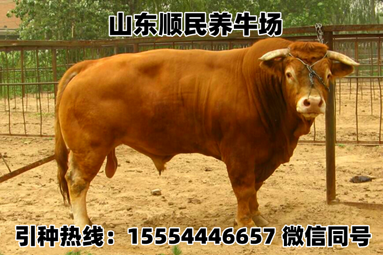 山东黄牛肉牛最新价格，一场关于友情与美食的探寻之旅