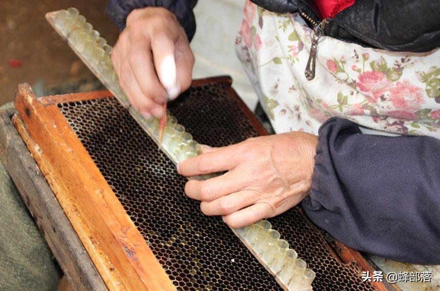 技术革新引领养蜂产业变革，最新栽脾育王视频解析