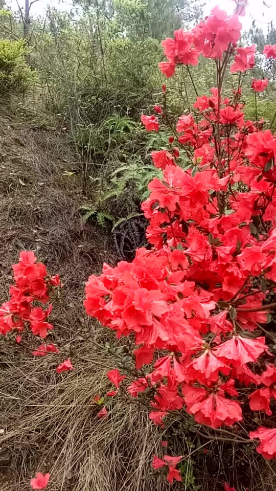 映山红最新，小巷中的味蕾惊喜
