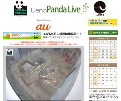 熊猫丫丫归国的温暖瞬间与期待最新动态更新