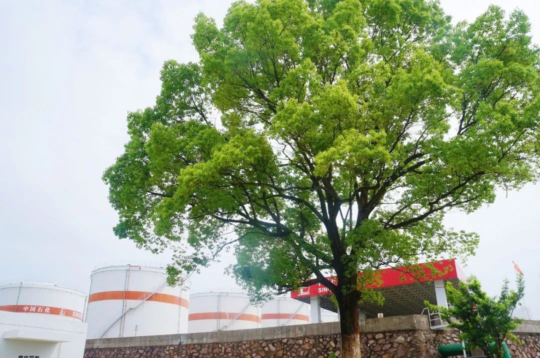 探秘小巷独特风味，揭秘隐藏小店的最新消息——000636动态速递