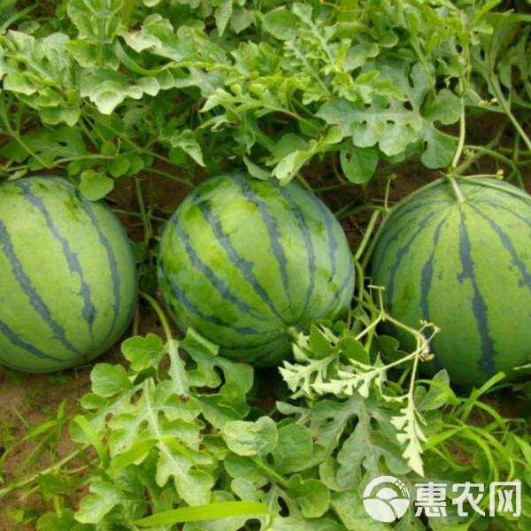睢宁西瓜最新报价，一颗西瓜背后的励志成长故事