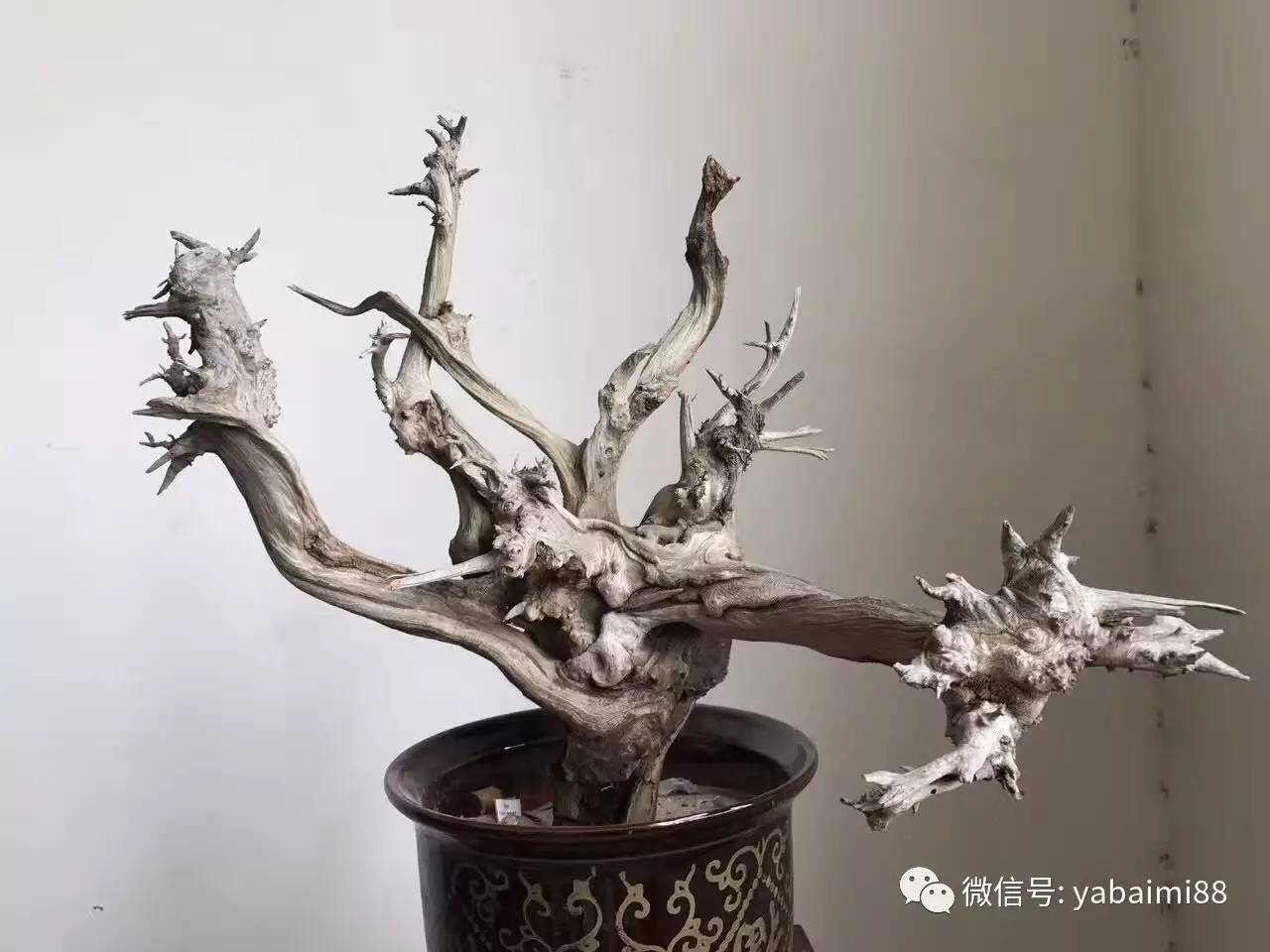 崖柏最新价格，科技与传统木材融合，引领生活新潮流