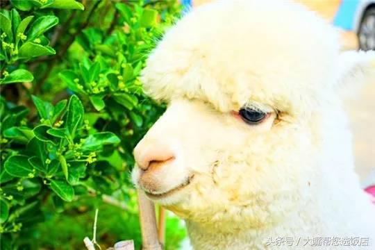 探索最前沿娱乐潮流，撸就撸最新的独特体验